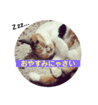 みけねこ モカちゃん♡（個別スタンプ：7）