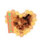 みけねこ モカちゃん♡（個別スタンプ：8）