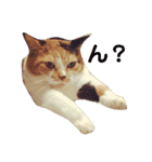 みけねこ モカちゃん♡（個別スタンプ：9）