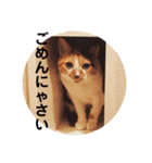 みけねこ モカちゃん♡（個別スタンプ：11）