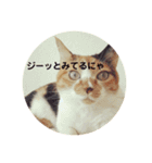 みけねこ モカちゃん♡（個別スタンプ：12）
