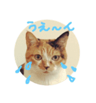 みけねこ モカちゃん♡（個別スタンプ：14）