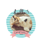 みけねこ モカちゃん♡（個別スタンプ：15）