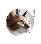 みけねこ モカちゃん♡（個別スタンプ：16）