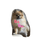 犬と亀とおもちゃ達（個別スタンプ：1）