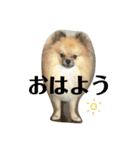 犬と亀とおもちゃ達（個別スタンプ：2）