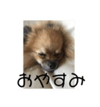 犬と亀とおもちゃ達（個別スタンプ：3）