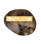 犬と亀とおもちゃ達（個別スタンプ：4）