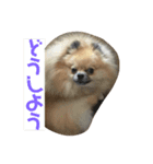 犬と亀とおもちゃ達（個別スタンプ：6）