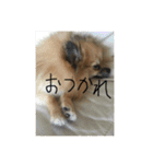 犬と亀とおもちゃ達（個別スタンプ：12）
