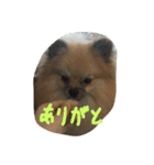 犬と亀とおもちゃ達（個別スタンプ：13）