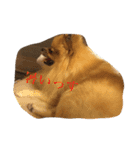 犬と亀とおもちゃ達（個別スタンプ：15）