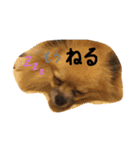 犬と亀とおもちゃ達（個別スタンプ：16）