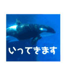水族館と動物園の日常（個別スタンプ：1）