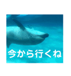 水族館と動物園の日常（個別スタンプ：4）