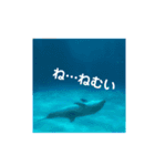水族館と動物園の日常（個別スタンプ：6）