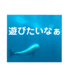 水族館と動物園の日常（個別スタンプ：7）