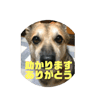 ナッツ スタンプ ③（個別スタンプ：1）