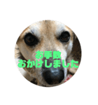 ナッツ スタンプ ③（個別スタンプ：2）