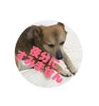 ナッツ スタンプ ③（個別スタンプ：3）