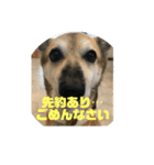 ナッツ スタンプ ③（個別スタンプ：9）