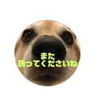 ナッツ スタンプ ③（個別スタンプ：10）