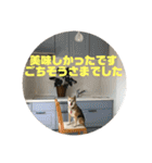 ナッツ スタンプ ③（個別スタンプ：17）
