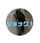 ナッツ スタンプ ③（個別スタンプ：21）