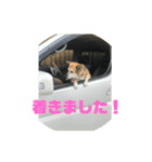 ナッツ スタンプ ③（個別スタンプ：25）
