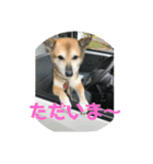 ナッツ スタンプ ③（個別スタンプ：26）