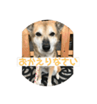 ナッツ スタンプ ③（個別スタンプ：27）