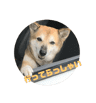 ナッツ スタンプ ③（個別スタンプ：28）