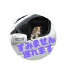 ナッツ スタンプ ③（個別スタンプ：35）