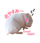 ハムスターだいふくのHappyすたんぷ！！（個別スタンプ：3）