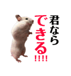 ハムスターだいふくのHappyすたんぷ！！（個別スタンプ：4）
