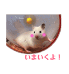 ハムスターだいふくのHappyすたんぷ！！（個別スタンプ：5）
