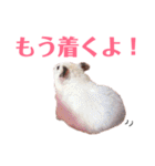 ハムスターだいふくのHappyすたんぷ！！（個別スタンプ：6）