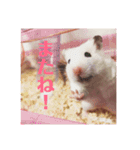 ハムスターだいふくのHappyすたんぷ！！（個別スタンプ：8）