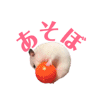 ハムスターだいふくのHappyすたんぷ！！（個別スタンプ：9）