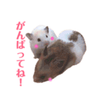 ハムスターだいふくのHappyすたんぷ！！（個別スタンプ：12）
