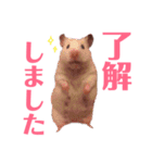 ハムスターだいふくのHappyすたんぷ！！（個別スタンプ：15）