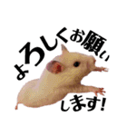 ハムスターだいふくのHappyすたんぷ！！（個別スタンプ：16）