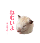 ハムスターだいふくのHappyすたんぷ！！（個別スタンプ：22）