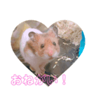 日常で使える！ハムスタースタンプ（個別スタンプ：3）
