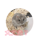 日常で使える！ハムスタースタンプ（個別スタンプ：7）
