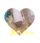 日常で使える！ハムスタースタンプ（個別スタンプ：10）