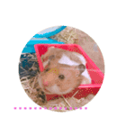 日常で使える！ハムスタースタンプ（個別スタンプ：16）