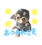 わんにゃん愉快な仲間たち（個別スタンプ：1）