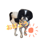 わんにゃん愉快な仲間たち（個別スタンプ：2）