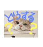 わんにゃん愉快な仲間たち（個別スタンプ：9）